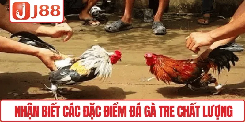 Tham Gia Đá Gà Tre, Trải Nghiệm Hấp Dẫn Mỗi Ván Tại J88 2 Nhận biết các đặc điểm đá gà tre chất lượng
