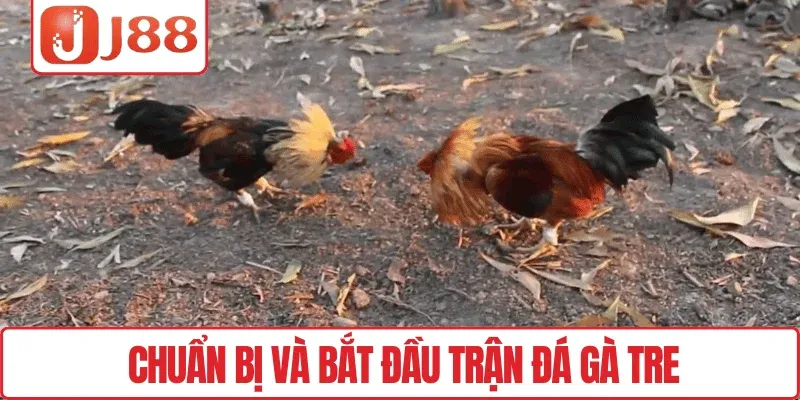 Tham Gia Đá Gà Tre, Trải Nghiệm Hấp Dẫn Mỗi Ván Tại J88 3 Chuẩn bị và bắt đầu trận đá gà tre