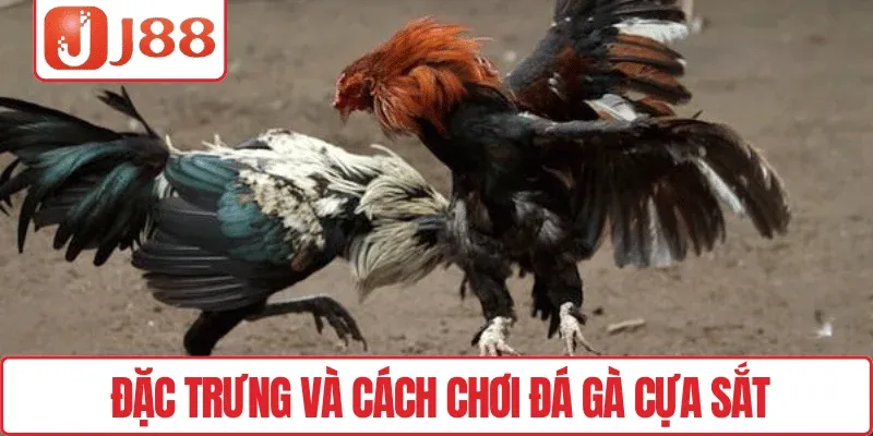 Đá Gà Campuchia J88 – Trận Kịch Đấu Tính, May Mắn Bùng Nổ 3 Đặc trưng và cách chơi đá gà cựa sắt