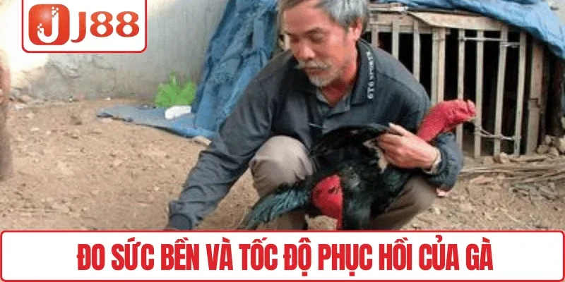 Sư Kê Là Gì – Hướng Dẫn Cho Người Mới Chơi Đá Gà J88 3 Đo sức bền và tốc độ phục hồi của gà