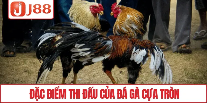 Đá Gà Thomo J88 – Trực Tiếp Trận Đấu Kịch Tính Mỗi Ngày 3 Đặc điểm thi đấu của Đá gà cựa tròn