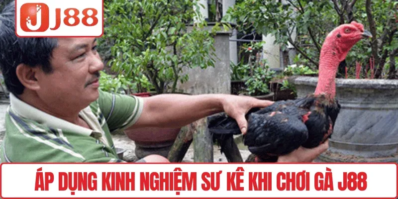 Sư Kê Là Gì – Hướng Dẫn Cho Người Mới Chơi Đá Gà J88 4 Áp dụng kinh nghiệm sư kê khi chơi gà J88