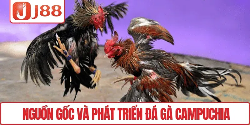 Đá Gà Campuchia J88 – Trận Kịch Đấu Tính, May Mắn Bùng Nổ 2 Nguồn gốc và phát triển đá gà Campuchia