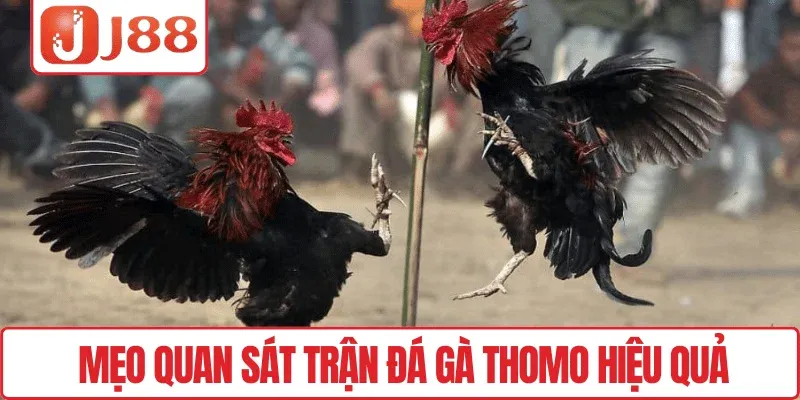 Đá Gà Thomo J88 – Trực Tiếp Trận Đấu Kịch Tính Mỗi Ngày 4 Mẹo quan sát trận Đá gà Thomo hiệu quả