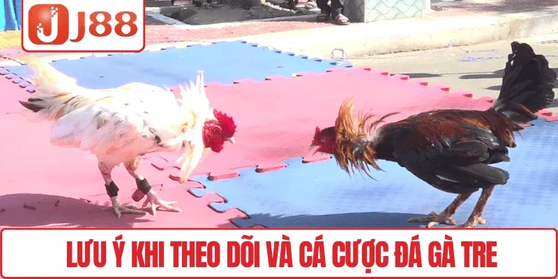 Tham Gia Đá Gà Tre, Trải Nghiệm Hấp Dẫn Mỗi Ván Tại J88 4 Lưu ý khi theo dõi và cá cược đá gà tre