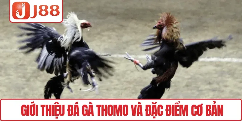 Đá Gà Thomo J88 – Trực Tiếp Trận Đấu Kịch Tính Mỗi Ngày 2 Giới thiệu Đá gà Thomo và đặc điểm cơ bản