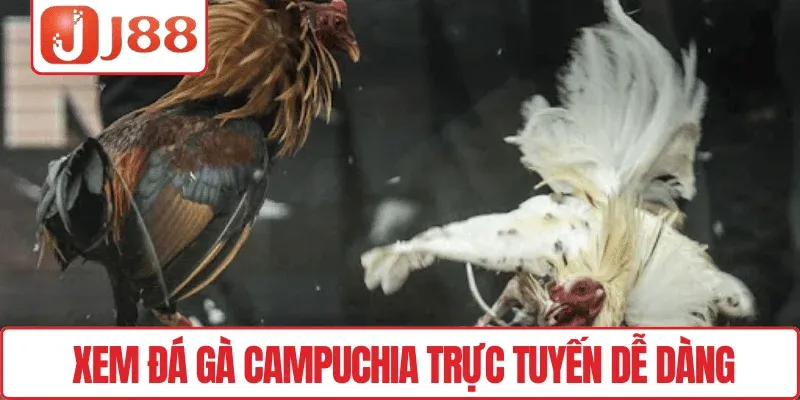 Đá Gà Campuchia J88 – Trận Kịch Đấu Tính, May Mắn Bùng Nổ 4 Xem đá gà Campuchia trực tuyến dễ dàng