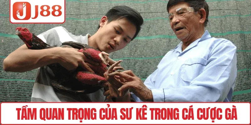 Sư Kê Là Gì – Hướng Dẫn Cho Người Mới Chơi Đá Gà J88 2 Tầm quan trọng của sư kê trong cá cược gà